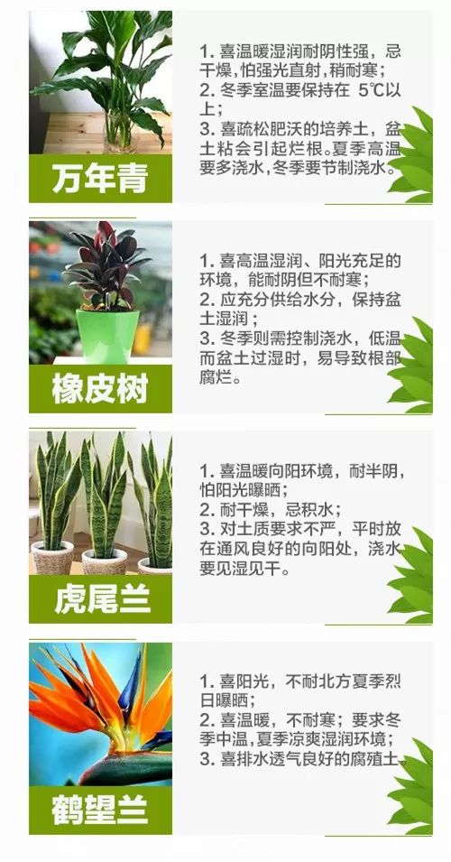 最新室內(nèi)植物養(yǎng)護(hù)招聘信息背后的友情故事